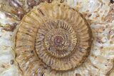 Huge, Jurassic Ammonite Fossil - Madagascar #74847-1